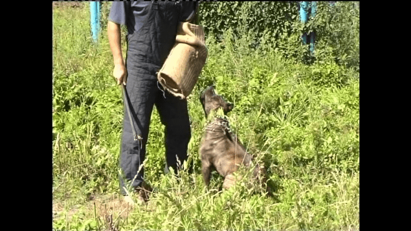 [Анатолий Котенко] Воспитание щенка. Дрессировка собаки (2019)