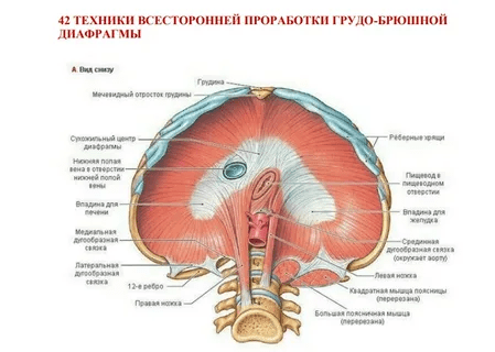 [Игорь Атрощенко] 42 техники всесторонней проработки грудо-брюшной диафрагмы (2022)
