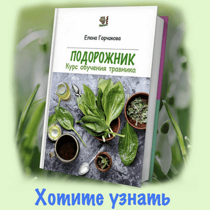 [Елена Горчакова] [Медвежий угол] Подорожник (2023)