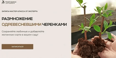 [Умный садовник] [Владимир Задоркин] Размножение одревесневшими черенками (2023)