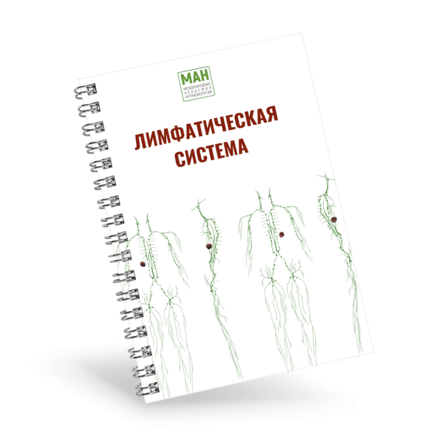[МАН] Гайд по работе с лимфой + Экспресс-диагностика. Витамины и Минералы (2024)