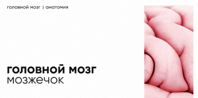 [Dr.Vorobev] Мозжечок - строение и функции (2022)