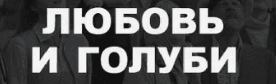 Сорока - Любовь и голуби