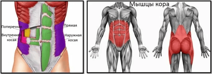 [Александр Волоткевич] Мышцы кора, выстраивание грудной клетки над тазом (2025)