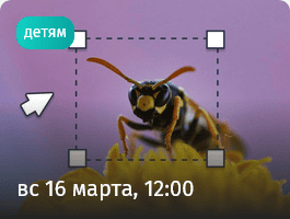 [Прямая речь] [Илья Гомыранов] Тайны мира насекомых. Интерактивная научная лекция для детей (9+) и их родителей (2025)