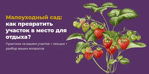 [Школа Сада] [Мария Шашкова] Малоуходный сад: как превратить участок в место для отдыха? (2025)