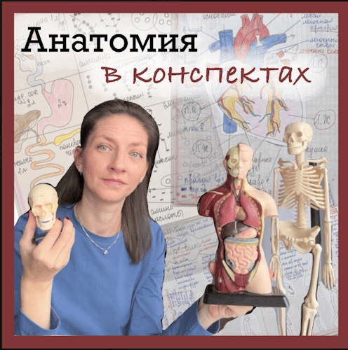 [Алина Чабуткина] Анатомия в конспектах. 8-9 классы (2025)