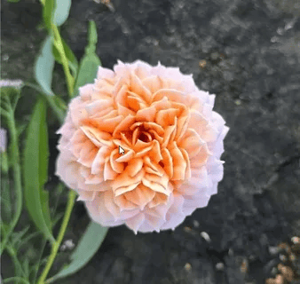 [Яна Мурачёва] [pryancholito] Розы ГРЕЙС из зефира (2025)