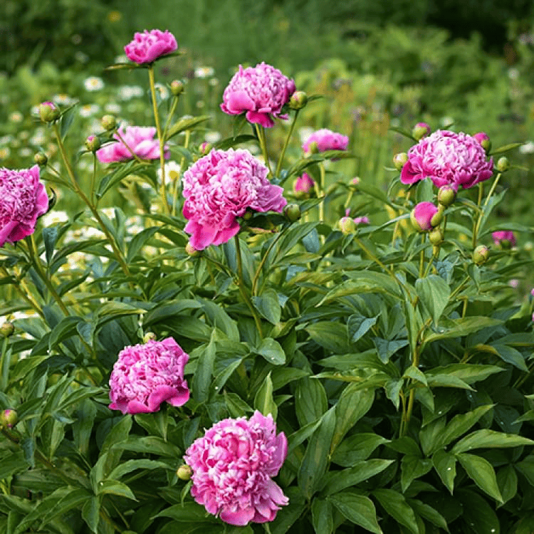 [Ольга Красулина] Пионы (2023)