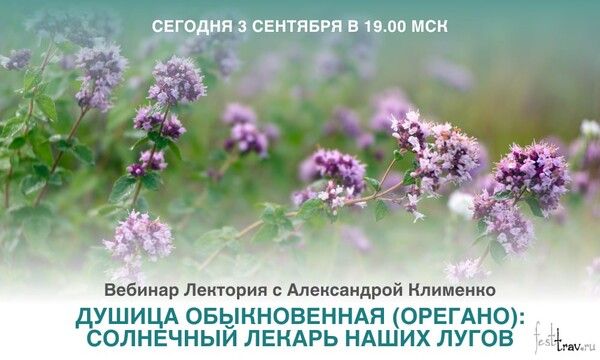 Душица обыкновенная (орегано) : солнечный лекарь наших лугов [Александра Клименко]