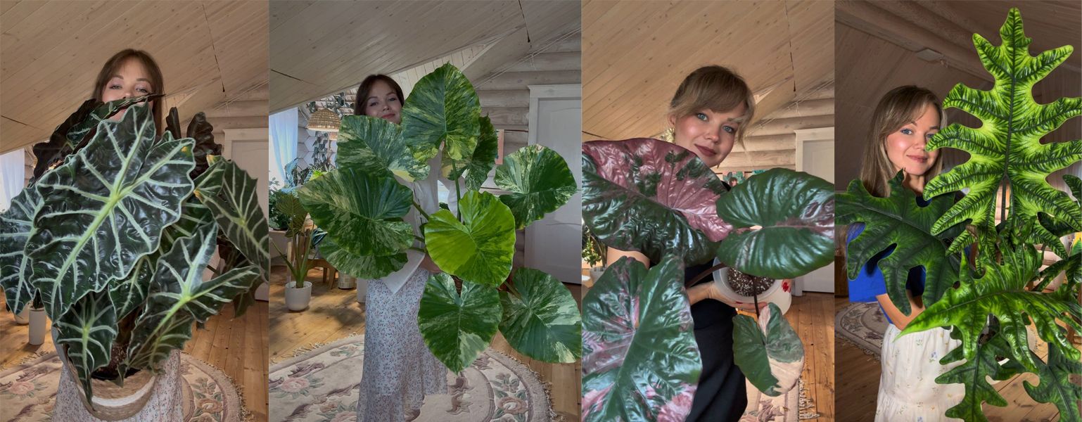 Экспедиции в мир комнатных растений [Rezeda Mauz]