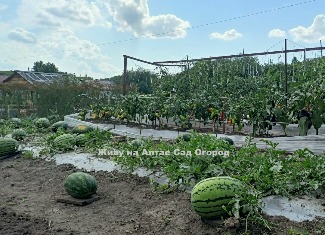 Руководство по выращиванию арбузов на грядке-термосе [Живу на Алтае сад огород]