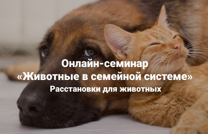 Животные в семейной системе. Расстановки для животных [Институт Открытого поля] [Ирина Степанова]