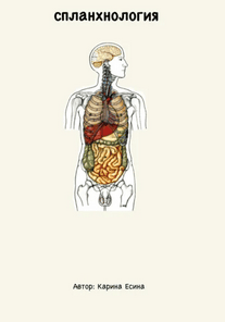 Спланхнология: анатомия внутренних органов [Карина Есина]