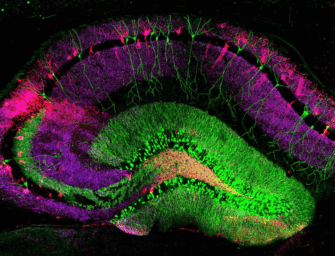 [Архэ] [Сергей Лопатин] Окна памяти: нейробиология воспоминаний (2025)