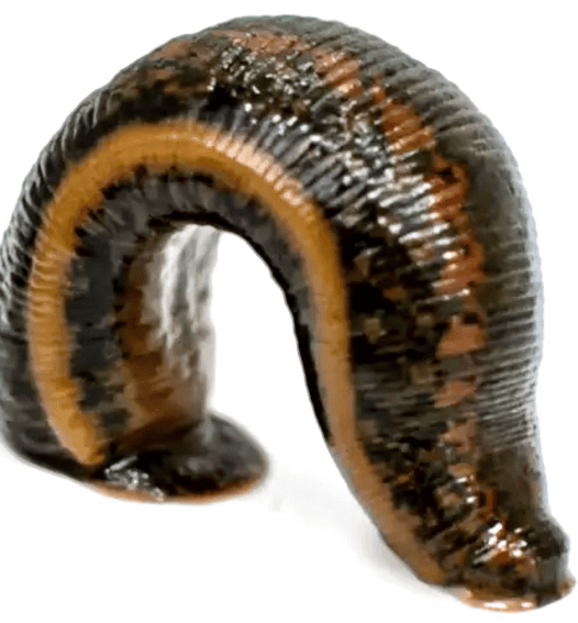 Гирудотерапии [Xleb.tartin]