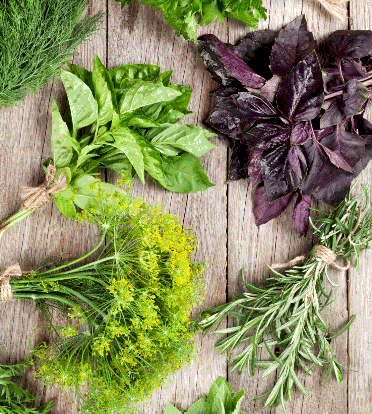 Пряно-ароматические травы [Марина Гарбузова]