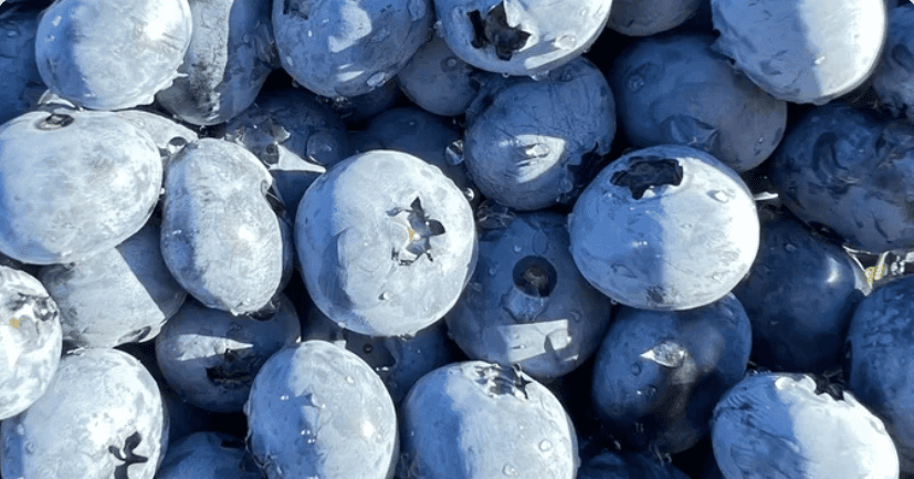 Интенсив по культурам для Бизнеса. Модель питомника на одной культуре: Голубика [Татьяна Холомьева]