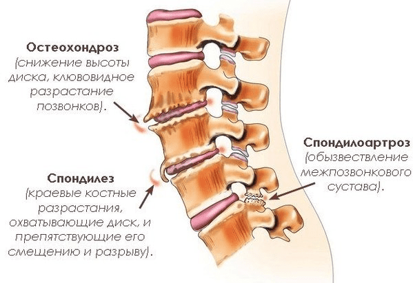 Лечебно – оздоровительный сеанс с мышцами, костями и сухожилиями - Добаева (2014)